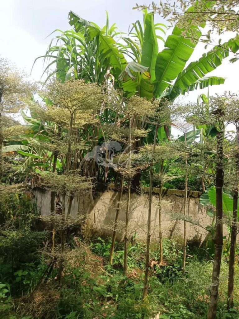 Jual Ketapang Kencana Varigata