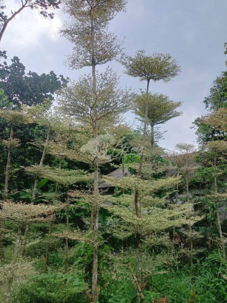 Jual Ketapang Kencana Varigata